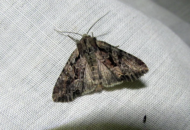 Lacanobia thalassina - borbolya-kertibagoly