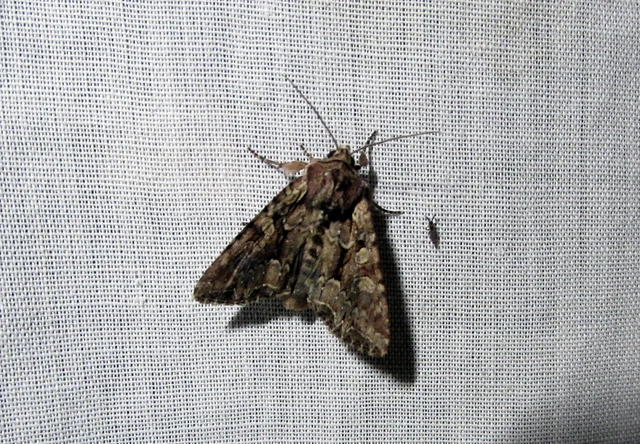 Lacanobia thalassina - borbolya-kertibagoly