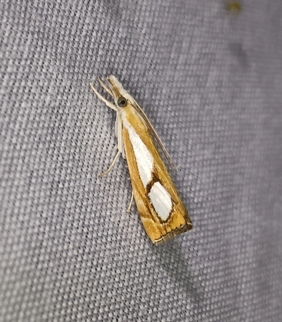 Catoptria