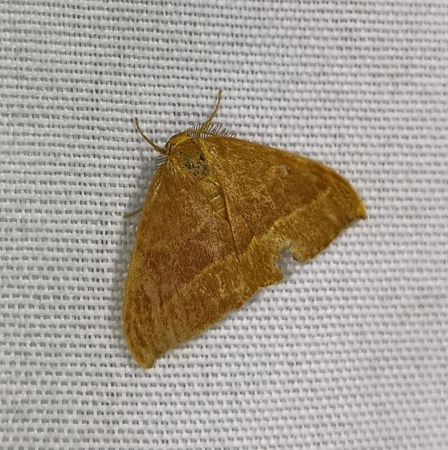 Watsonalla cultraria - bükkfa-sarlósszövő