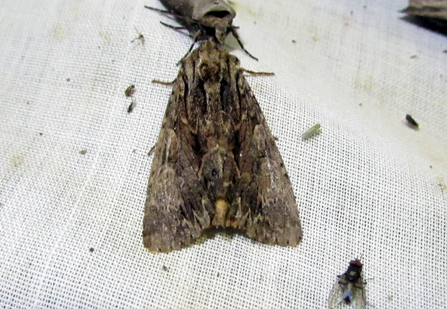 Apamea monoglypha - nagy dudvabagoly