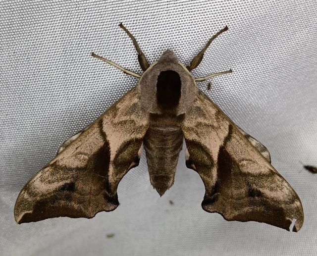 Smerinthus ocellatus - esti pávaszem
