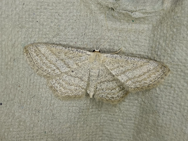 Scopula virgulata - vesszős sávosaraszoló