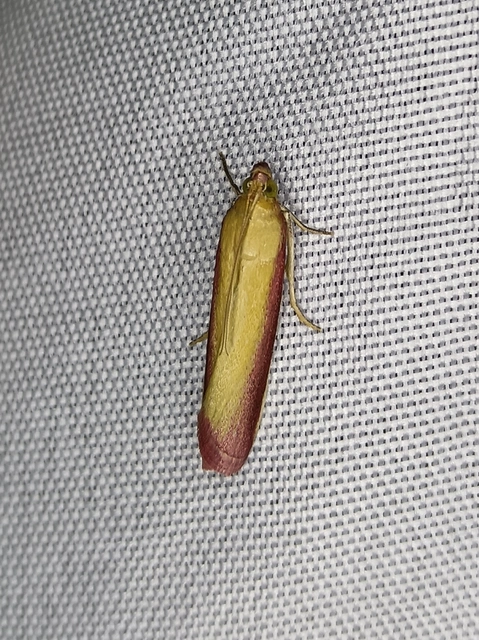 Oncocera semirubella - lucernamoly
