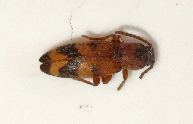 Hypulus bifasciatus - öves komorka Hypulus bifasciatus - öves komorka