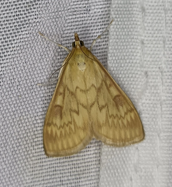 Ostrinia nubilalis - kukoricamoly