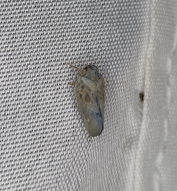 Metcalfa pruinosa - amerikai lepkekabóca