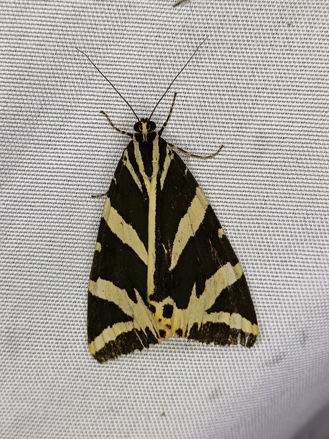 Euplagia quadripunctaria - csíkos medvelepke