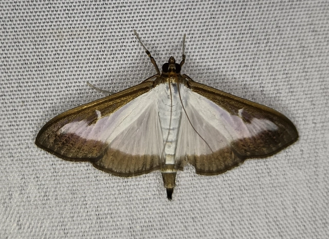 Cydalima perspectalis - puszpáng-tűzmoly