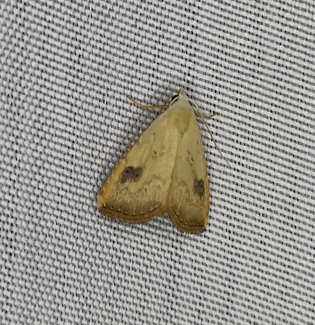 Rivula sericealis - selymes lórombagoly