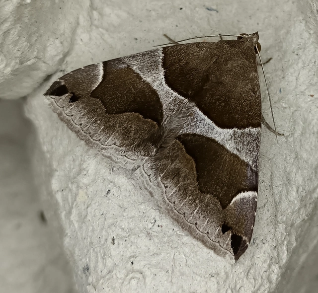 Dysgonia algira - déli porcelánbagoly