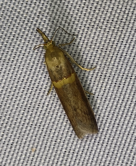 Etiella zinckenella - akácmoly