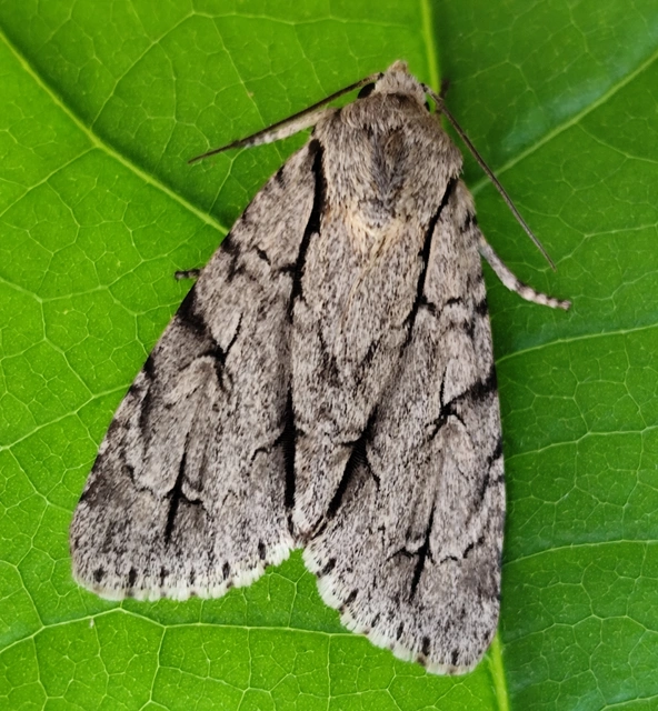 Acronicta psi - pszi-betűs szigonyosbagoly