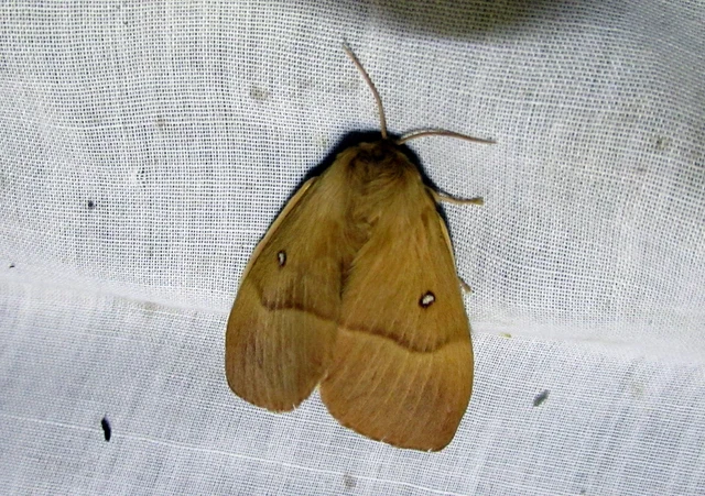 Lasiocampa quercus - tölgyfaszövő