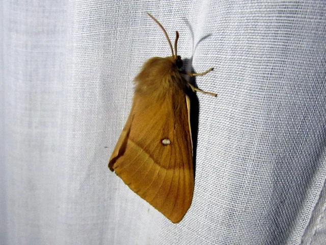 Lasiocampa quercus - tölgyfaszövő