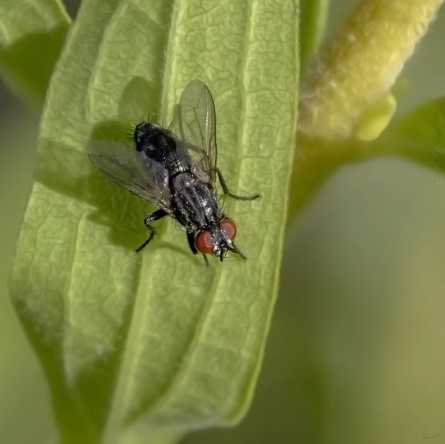 Sarcophagidae - húslégyfélék