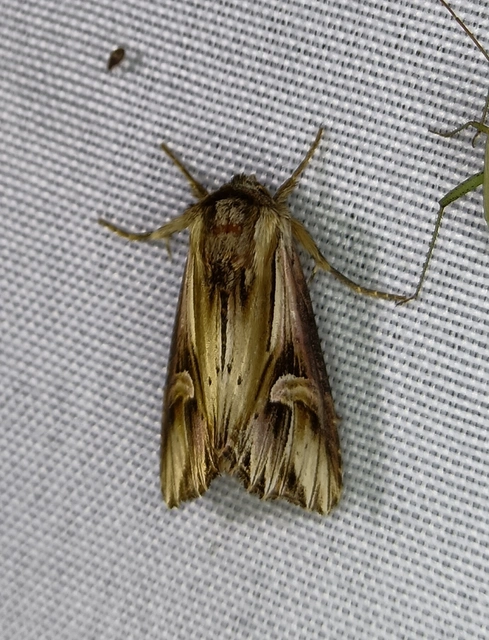 Actinotia polyodon - nagy sugarasbagoly