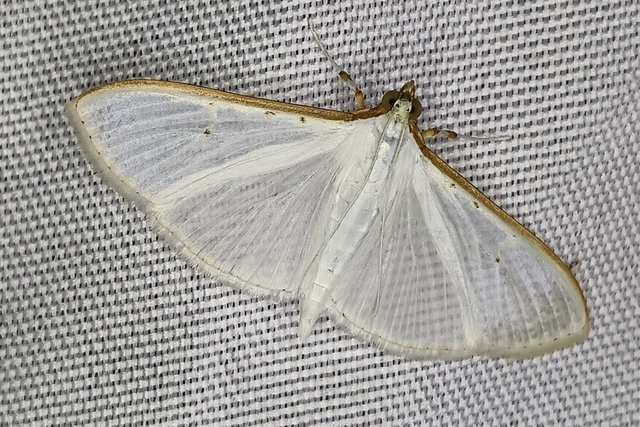 Palpita vitrealis - hófehér tűzmoly