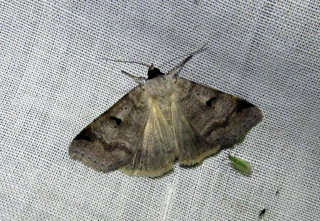 Lygephila pastinum - közönséges csüdfűbagoly