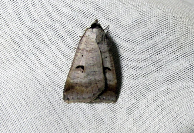 Lygephila pastinum - közönséges csüdfűbagoly