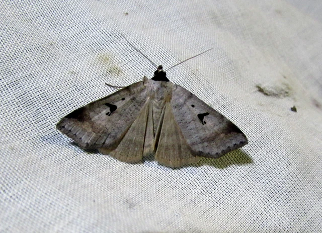 Lygephila pastinum - közönséges csüdfűbagoly