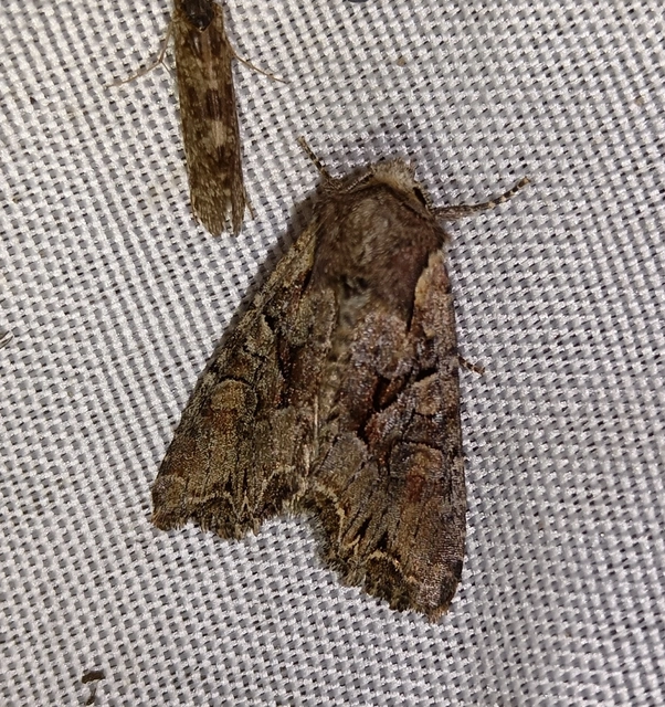 Lacanobia thalassina - borbolya-kertibagoly
