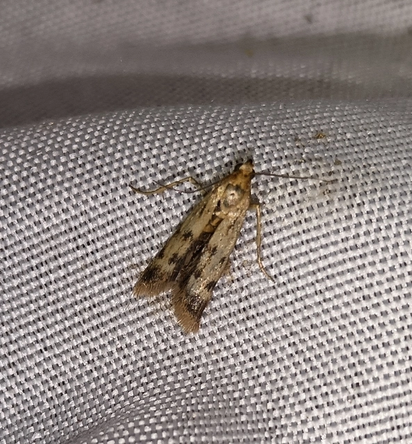 Homoeosoma sinuella - agyagsárga karcsúmoly