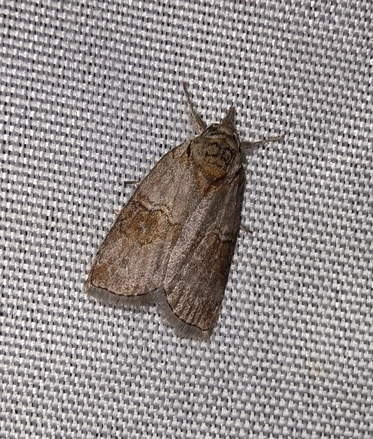 Nycteola asiatica - nyárfa-trapézbagoly
