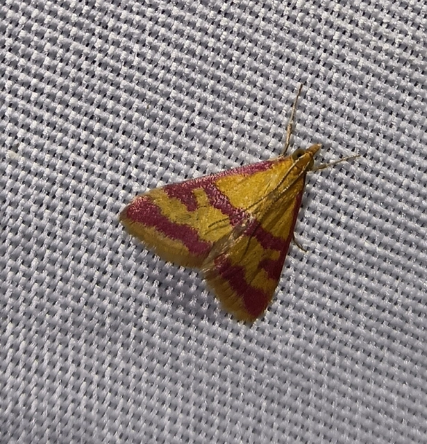 Pyrausta sanguinalis/virginalis