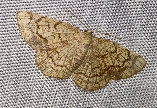 Stegania dilectaria - fehérnyár-araszoló