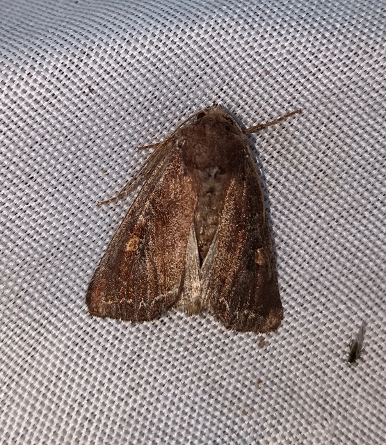 Lacanobia oleracea - saláta-kertibagoly