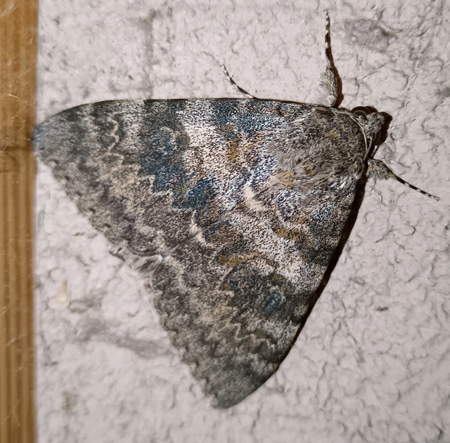 Catocala elocata - közönséges övesbagoly