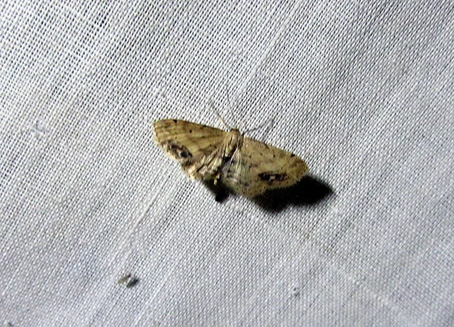 Idaea dimidiata - gyakori apróaraszoló