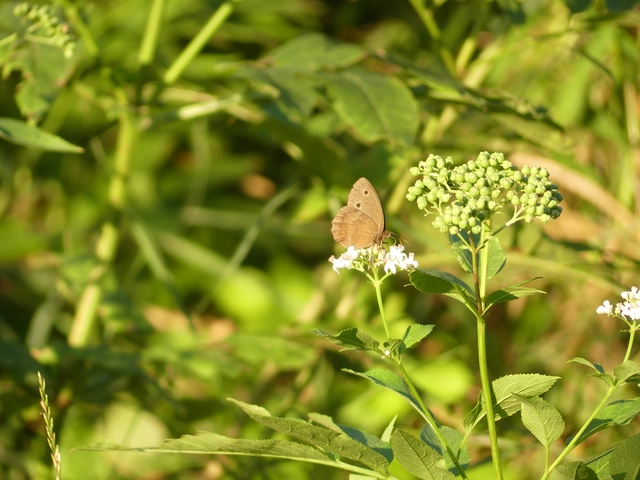 Minois dryas - fekete szemeslepke