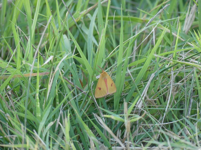 Diacrisia sannio - vörösszélű medvelepke