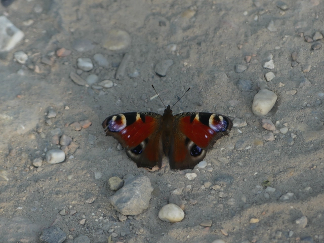 Nymphalis io - nappali pávaszem