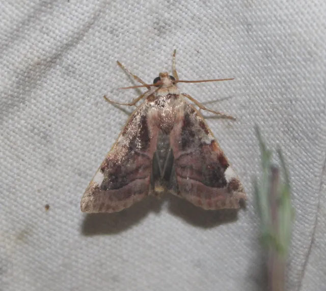 Cosmia diffinis - szilfa-lombbagoly