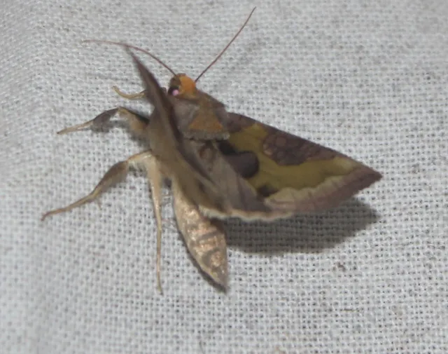 Diachrysia chrysitis/stenochrysis
