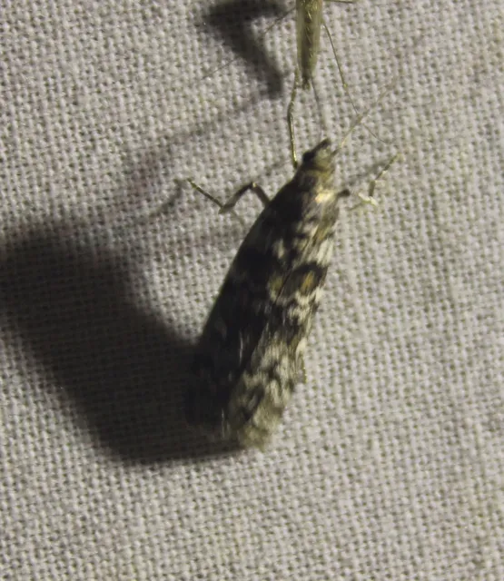 Dioryctria