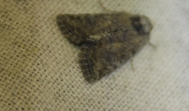Mesoligia furuncula - kétszínű dudvabagoly Mesoligia furuncula - kétszínű dudvabagoly