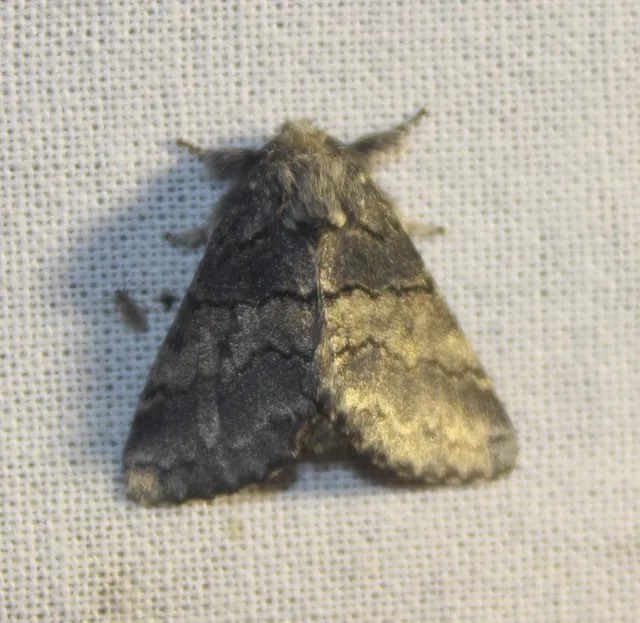 Gluphisia crenata - kormos púposszövő