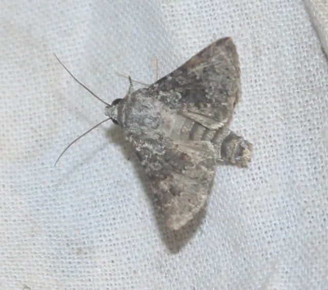 Hecatera dysodea - parajbagoly