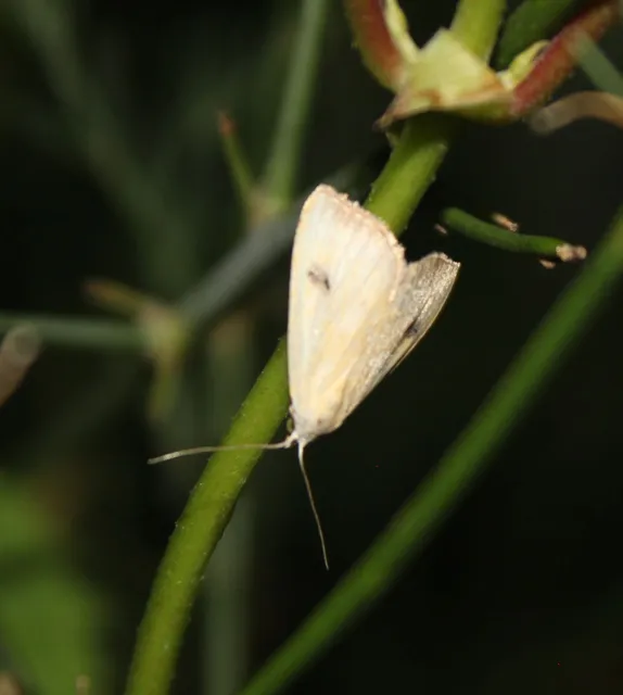Rivula sericealis - selymes lórombagoly