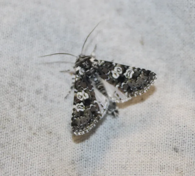 Lamprosticta culta - hármasfoltú bagoly