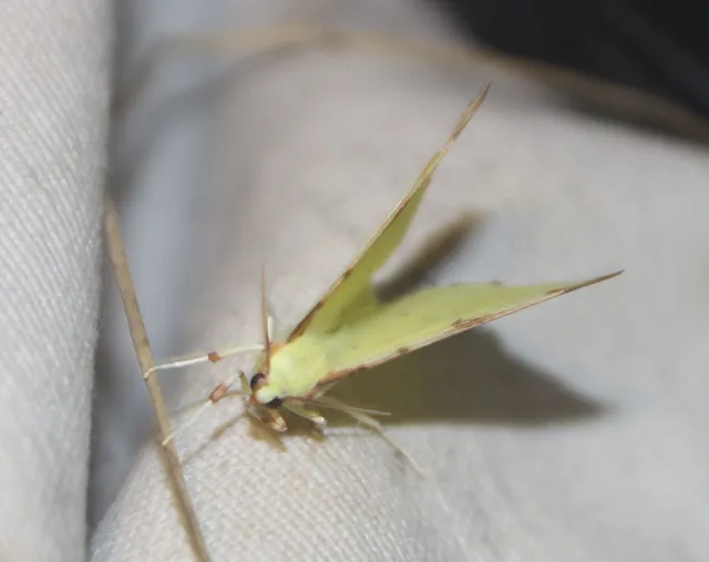Opisthograptis luteolata - citromsárga araszoló