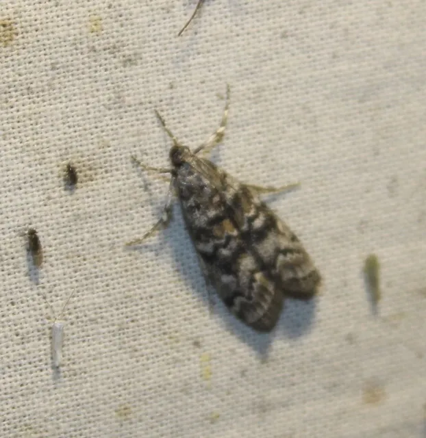 Dioryctria