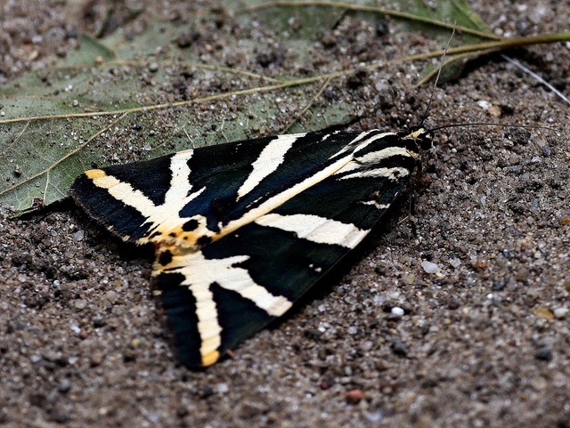 Euplagia quadripunctaria - csíkos medvelepke