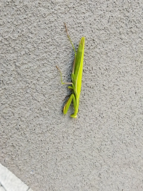 Mantis religiosa - imádkozósáska