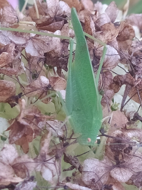 Phaneroptera nana - pontozott repülőszöcske