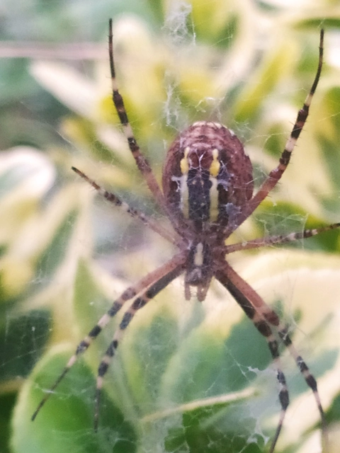 Argiope bruennichi - darázspók